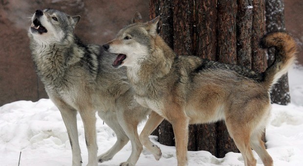 I benedettini di Norcia scampati al sisma ora vivono in mezzo ai lupi
