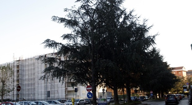 Caserta, Mazzitelli sul caso alberi: «Sospendere l'abbattimento»