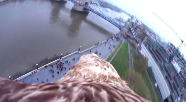 Il volo dell'aquila mostrato dalla telecamera GoPro. Lo spettacolo è imperdibile