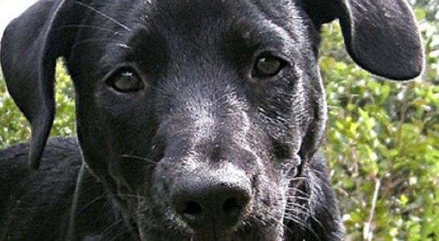 Un labrador simile a quelli uccisi dalla sperimentazione animale in Svezia (foto Ansa)
