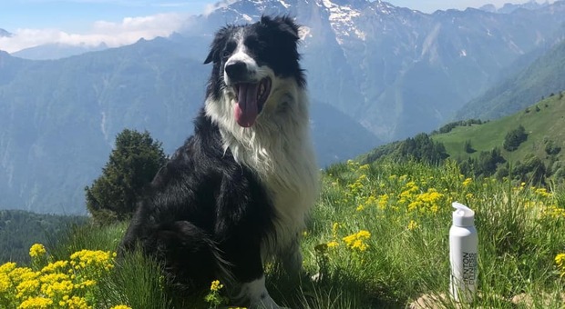 Kilian, il cane scomparso in Alpago e avvistato nel trevigiano