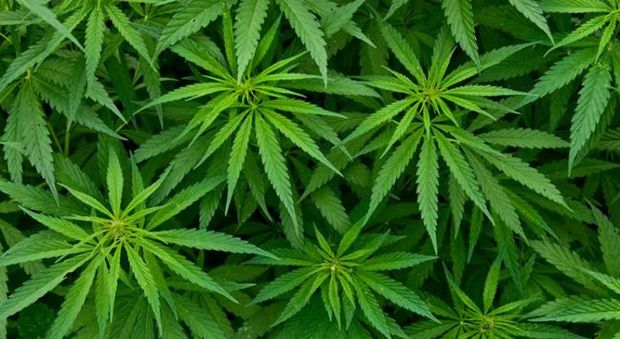 Cannabis, in Italia boom di coltivazione della canapa