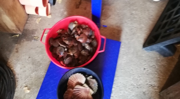 Pizzicato con 7 chili di molluschi, pescatore sportivo nei guai: scatta la multa da mille euro