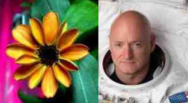 Respinte le muffe aliene, nello spazio sbocciano i primi fiori: emozioni sulla stazione internazionale