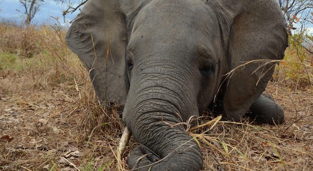 Elefanti abbattuti in Namibia per proteggere il raccolto: «Non avevamo scelta»