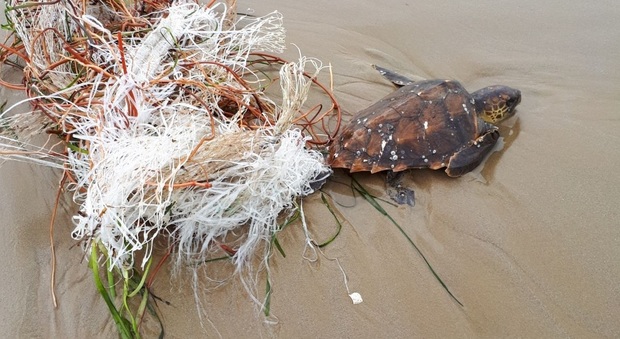 Cattolica, mareggiata killer: spiaggiate 11 tartarughe senza vita, salvata Malù