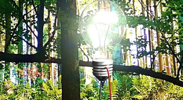 Accendere lampadine a led con una foglia: così le piante generano elettricità