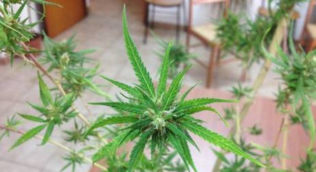Disoccupati, padre e figlio coltivano marijuana col sistema idroponico
