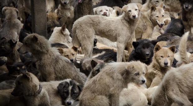 Il brutale massacro dei cani: torturati, cucinati vivi e mangiati per il festival di Yulin