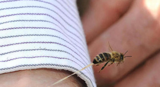 Bologna, uomo punto da una vespa in un vivaio: choc anafilattico, è gravissimo