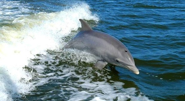 Quattro delfini ospiti fissi della spiaggia di Barricata
