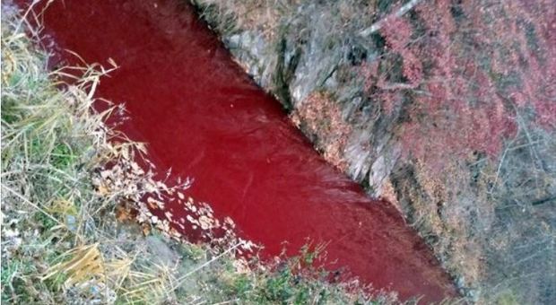 Il fiume diventa rosso: è il sangue di 47 mila maiali abbattuti
