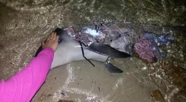 Choc a Golfo Aranci, cucciolo di delfino scuoiato in spiaggia: "Tolta la parte commestibile"