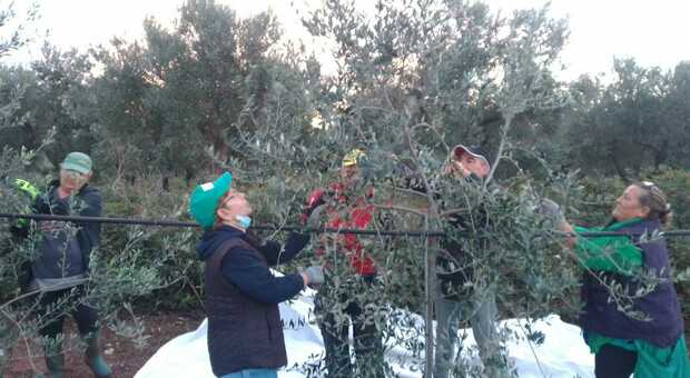 La raccolta di olive da alberi di favolosa nell'azienda Labbate di Ugento
