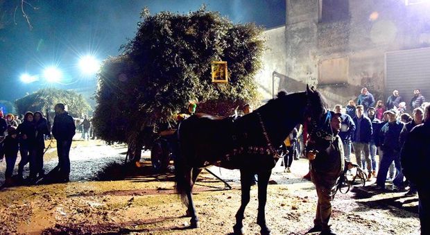 «Cavalli maltrattati, ora basta con quell’indegno spettacolo alla festa di San Giuseppe»