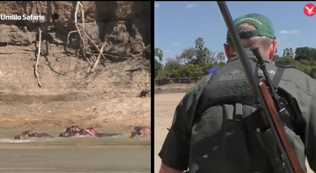 Caccia aperta (e ammessa) agli ippopotami, il governo: «Uccideteli per prevenire l'antrace»