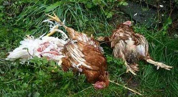 I polli uccisi dai cani pastori maremmani