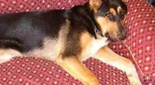 Il cane muore per le garze nello stomaco: veterinario condannato a risarcire la padrona