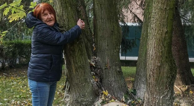 Patrizia si barrica sull'albero: «Non ve lo lascerò abbattere»
