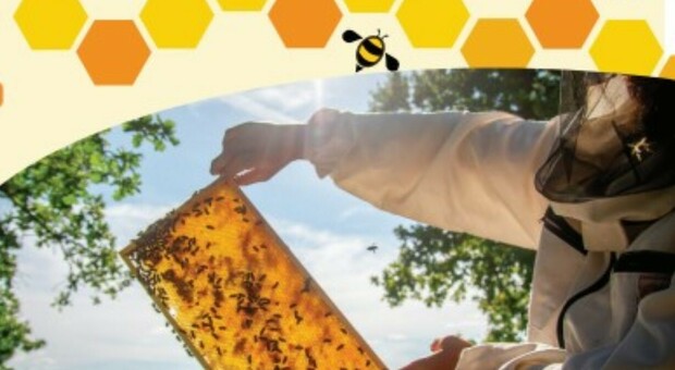 Miele dolce-amaro: produzione a picco, qualità assicurata