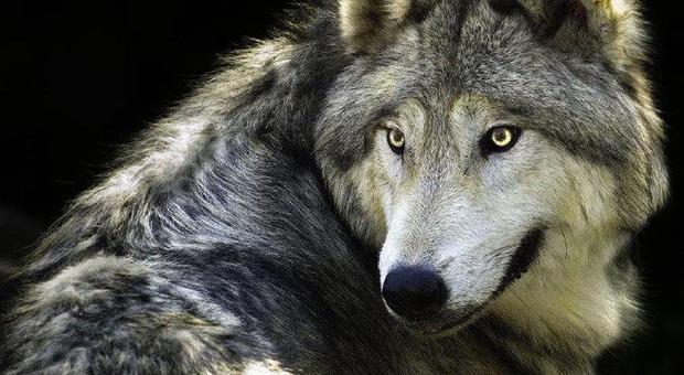 Il boom del lupi, a Nordest se ne contano 50 tra la Lessinia e le Dolomiti