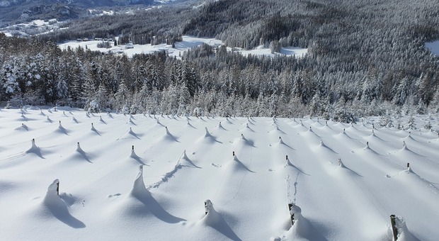A 1350 metri di quota il vigneto più alto d'Europa sotto la neve: si stappa nel 2023