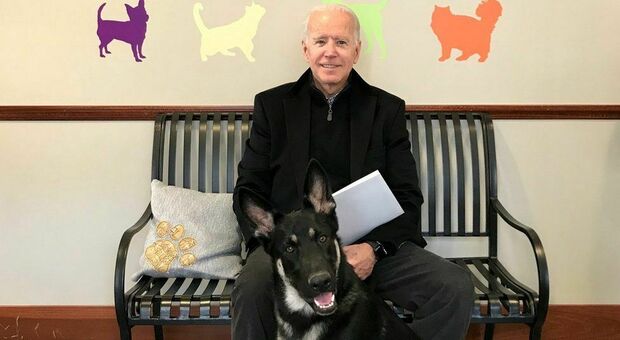 Joe Biden, il cane Major torna alla Casa Bianca ma morde ancora