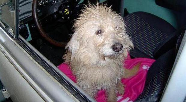 Abbandona per ore il cane in auto denunciata una turista slovacca