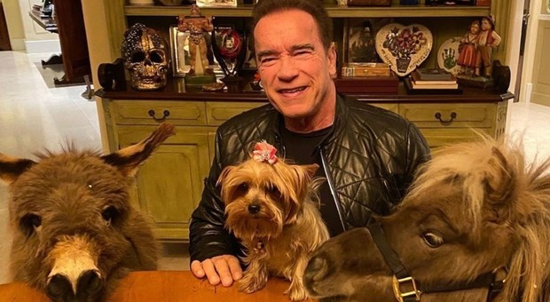 Arnold Schwarzenegger adotta un asino come animale domestico