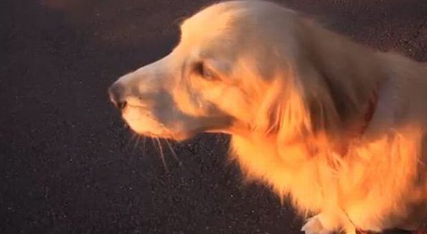 Il cane imita la sirena: il video diventa virale |Guarda