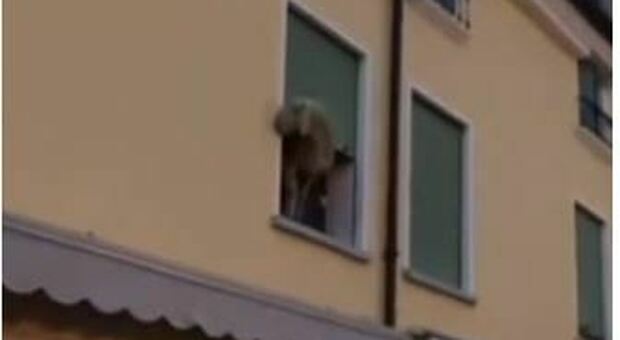 La pecora che era stata filmata sul balcone dell'appartamento in centro a Fratta