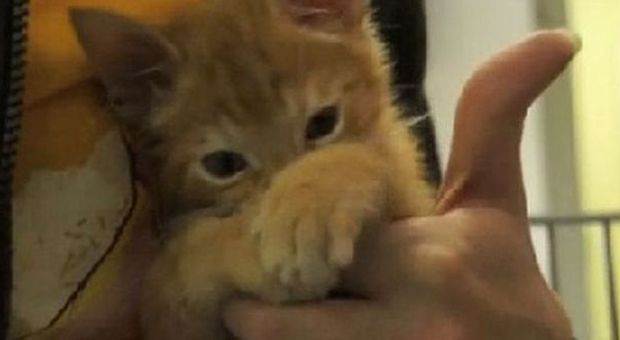 VIDEO| La storia del gattino con la malformazione alle zampe