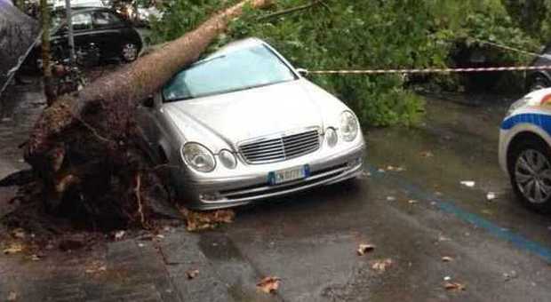 Maltempo a Napoli, albero cede e si schianta su un'auto in sosta: tragedia evitata