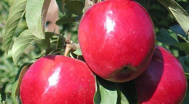 Le mele biologiche fanno bene? Lo studio: «Una sola contiene 100 milioni di batteri»