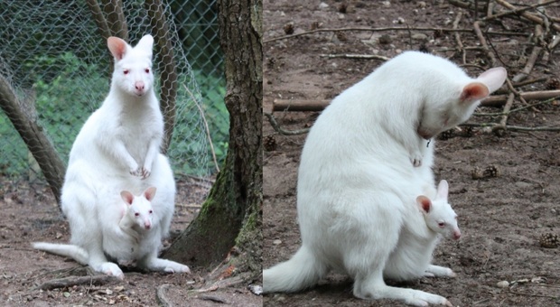 Cucciolo di canguro albino scomparso dallo zoo: «Forse è stato rubato»