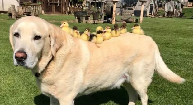 Il cane adotta i nove anatroccoli orfani: il labrador Fred è diventato una star del web