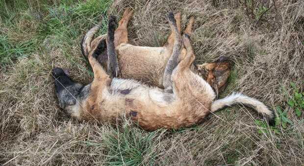 Salento, due lupi trovati morti sulla Lecce-San Cataldo, i dubbi degli animalisti. Chiesta l'autopsia