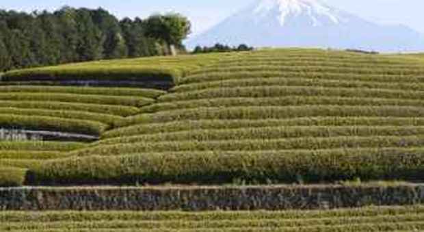 Foglie di tè vendute a 8mila euro al chilo in Giappone