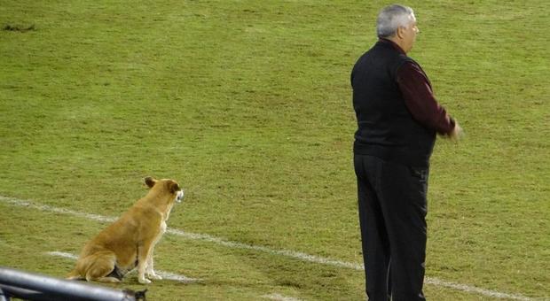 Da cane randagio ad assistente allenatore: Pup Guardiola adottato da una squadra di calcio