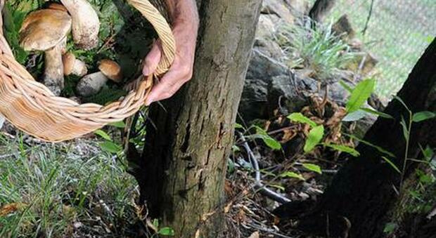 Muore nel bosco a 83 anni: stava cercando i funghi con il figlio