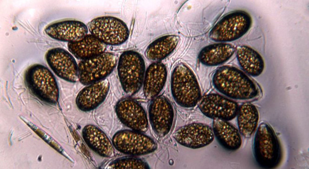 Alga tossica trovata a Duino Aurisina, scattate le verifiche dell'Arpa