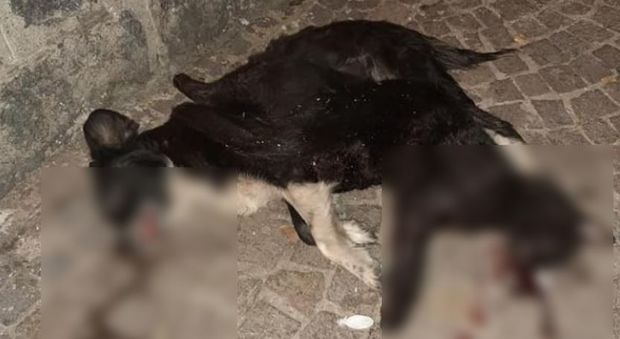 Orrore in strada, cane e gatto uccisi e lasciati per terra: caccia ai responsabili