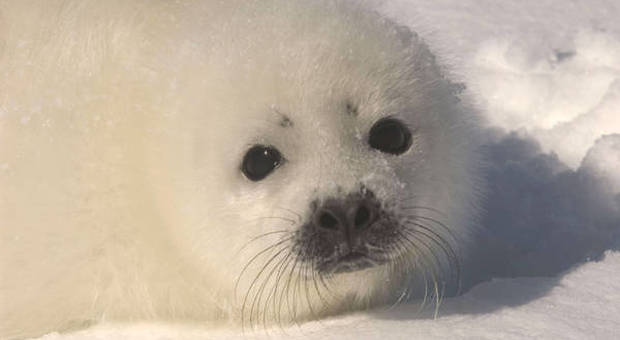 Un cucciolo di foca della Groenlandia (immagine pubblicata da Ansa)