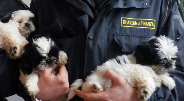 Traffico illegale di cuccioli di cane: le fiamme gialle ne salvano quattro