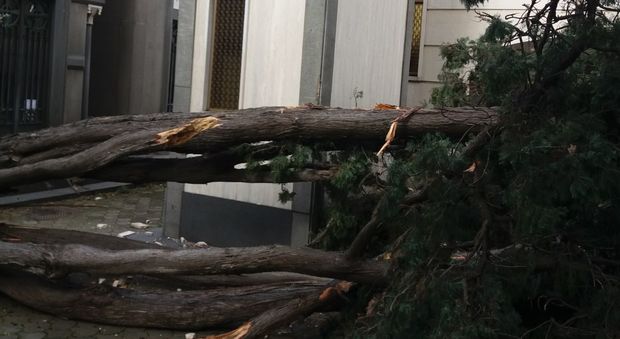 Napoli, crolla albero al cimitero: «Solo per miracolo nessuna vittima