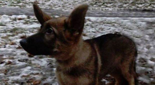 Parigi, un cucciolo per sostituire il cane Diesel: dalla Russia arriva Dobrynia