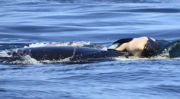 Mamma orca "in lutto" per la morte del suo piccolo: trascina il corpicino con sé per 7 giorni