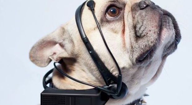 La cuffia hi-tech farà parlare i cani, startup svedese lavora al "No more woof"