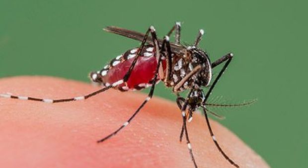 Dengue, 4 ricoverati a Bologna: appena tornati dalle Maldive. Due sono minorenni