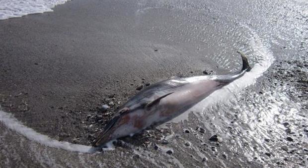 Vede un delfino spiaggiato e si tuffa per salvarlo rischiando la vita